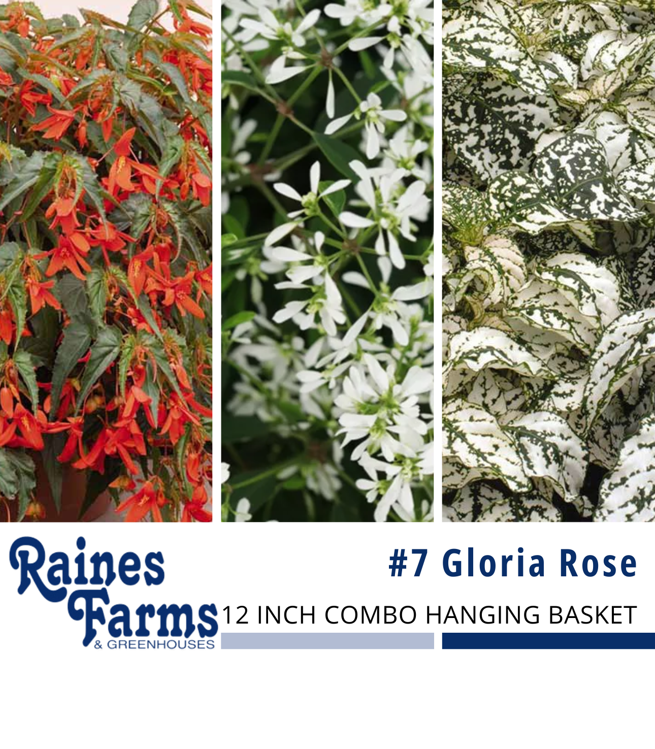 #7: Gloria Rose 12 Inch Combo Hanging Basket 